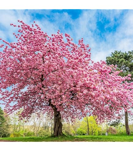 Rare Japanese Pink Cherry Blossom Sakura Tree 10pcs Seeds